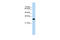 CD40 Molecule antibody, 29-669, ProSci, Western Blot image 