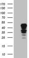 Indoleamine 2,3-dioxygenase 2 antibody, TA806161, Origene, Western Blot image 