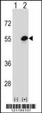 COCH antibody, 56-727, ProSci, Western Blot image 