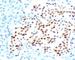 NK2 Homeobox 2 antibody, V7226SAF-100UG, NSJ Bioreagents, Immunohistochemistry frozen image 