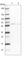 Cleavage And Polyadenylation Specific Factor 7 antibody, HPA041094, Atlas Antibodies, Western Blot image 