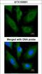 SCY1 Like Pseudokinase 3 antibody, LS-C185544, Lifespan Biosciences, Immunocytochemistry image 
