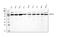 Heat Shock Protein Family A (Hsp70) Member 9 antibody, PB9642, Boster Biological Technology, Western Blot image 