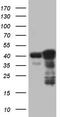 p53 antibody, TA805505S, Origene, Western Blot image 