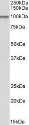 Fer3 Like BHLH Transcription Factor antibody, 43-575, ProSci, Immunohistochemistry paraffin image 