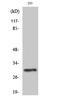 Phosphatidylinositol Glycan Anchor Biosynthesis Class X antibody, A14557-2, Boster Biological Technology, Western Blot image 