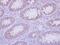 Interleukin 17C antibody, PA5-34860, Invitrogen Antibodies, Immunohistochemistry frozen image 