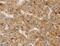 Tripartite Motif Containing 40 antibody, MBS2526553, MyBioSource, Immunohistochemistry paraffin image 