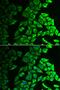 Interleukin 18 Binding Protein antibody, PA5-76009, Invitrogen Antibodies, Immunofluorescence image 