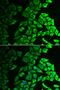 Interleukin 18 Binding Protein antibody, PA5-76009, Invitrogen Antibodies, Immunofluorescence image 