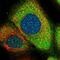 Grancalcin antibody, PA5-57125, Invitrogen Antibodies, Immunofluorescence image 