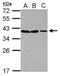 EMB antibody, NBP2-19895, Novus Biologicals, Western Blot image 