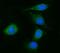 DIA1 antibody, A03487-4, Boster Biological Technology, Immunofluorescence image 