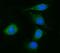 Cytochrome B5 Reductase 3 antibody, A03487-4, Boster Biological Technology, Immunofluorescence image 