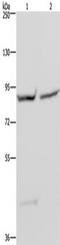 Glycogen Synthase 1 antibody, TA350028, Origene, Western Blot image 