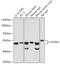Olfactomedin 3 antibody, 16-908, ProSci, Western Blot image 