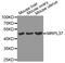 Mitochondrial Ribosomal Protein L37 antibody, MBS129825, MyBioSource, Western Blot image 