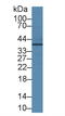 Junctional Adhesion Molecule 2 antibody, LS-C372807, Lifespan Biosciences, Western Blot image 