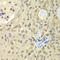 Unc-51 Like Kinase 4 antibody, LS-C349306, Lifespan Biosciences, Immunohistochemistry frozen image 