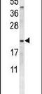 Oxytocin/Neurophysin I Prepropeptide antibody, PA5-26701, Invitrogen Antibodies, Western Blot image 