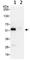 Ro52 antibody, ab91423, Abcam, Immunoprecipitation image 