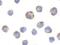 NLR Family Pyrin Domain Containing 1 antibody, NBP1-76656, Novus Biologicals, Immunocytochemistry image 