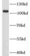 MORC Family CW-Type Zinc Finger 1 antibody, FNab05272, FineTest, Western Blot image 