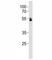 RUNX Family Transcription Factor 1 antibody, F48224-0.4ML, NSJ Bioreagents, Western Blot image 