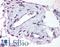 ADAM Metallopeptidase With Thrombospondin Type 1 Motif 1 antibody, LS-A1642, Lifespan Biosciences, Immunohistochemistry frozen image 