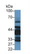 LIM Zinc Finger Domain Containing 1 antibody, MBS2015074, MyBioSource, Western Blot image 