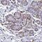 Solute Carrier Family 35 Member B1 antibody, NBP2-31677, Novus Biologicals, Immunohistochemistry paraffin image 