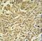 Glutathione S-Transferase Kappa 1 antibody, LS-C166707, Lifespan Biosciences, Immunohistochemistry paraffin image 