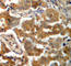 SRBP1 antibody, AP0196, ABclonal Technology, Immunohistochemistry paraffin image 