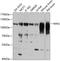 Myelin Associated Glycoprotein antibody, 22-766, ProSci, Western Blot image 