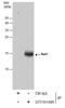 AIF1 antibody, GTX101495, GeneTex, Immunoprecipitation image 