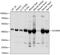 Medium-chain specific acyl-CoA dehydrogenase, mitochondrial antibody, 18-359, ProSci, Western Blot image 