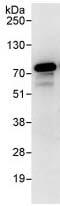 RIO Kinase 1 antibody, ab88496, Abcam, Immunoprecipitation image 