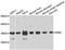 Spermidine Synthase antibody, MBS9128028, MyBioSource, Western Blot image 