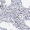 Heat Shock Transcription Factor 2 antibody, NBP1-86330, Novus Biologicals, Immunohistochemistry paraffin image 