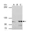 Catenin Alpha 1 antibody, NBP2-15723, Novus Biologicals, Immunoprecipitation image 