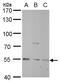 Nicotinamide Phosphoribosyltransferase antibody, GTX117444, GeneTex, Western Blot image 