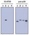 Mitogen-Activated Protein Kinase 11 antibody, 33-8700, Invitrogen Antibodies, Western Blot image 