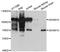 Histone demethylase UTY antibody, PA5-76594, Invitrogen Antibodies, Western Blot image 