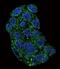 Glutathione Peroxidase 1 antibody, GTX03346, GeneTex, Immunofluorescence image 