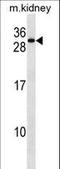 Receptor Accessory Protein 5 antibody, LS-C158834, Lifespan Biosciences, Western Blot image 