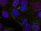 REL Proto-Oncogene, NF-KB Subunit antibody, abx000495, Abbexa, Immunocytochemistry image 