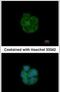 Keratin 13 antibody, PA5-29120, Invitrogen Antibodies, Immunofluorescence image 