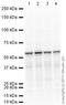 TERF2 Interacting Protein antibody, ab14404, Abcam, Western Blot image 