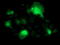 Spermine Synthase antibody, LS-C173065, Lifespan Biosciences, Immunofluorescence image 