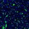 Golgin A5 antibody, NBP1-83352, Novus Biologicals, Immunohistochemistry frozen image 